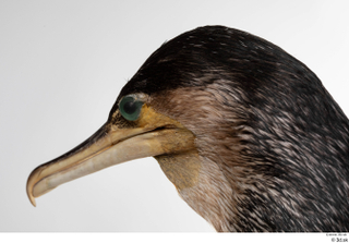  Double-crested cormorant Phalacrocorax auritus head 0003.jpg